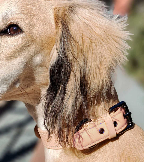 VOLDOG collar Collar Naked CoLAB