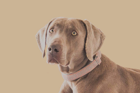 Collares Voldog Collar Bru Zilar