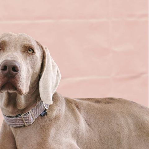 Collares Voldog Collar Scott Castaño