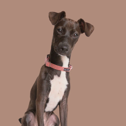 Voldog Collares Scott Collar Escarlata