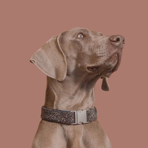 Collar Voldog Toku Siena
