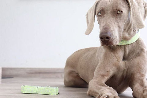 Voldog Correas Se adapta a todos los tamaños Toku Fluor Leash