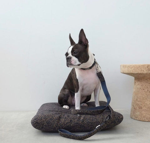 Voldog Correas Se adapta a todos los tamaños Toku Siena Leash