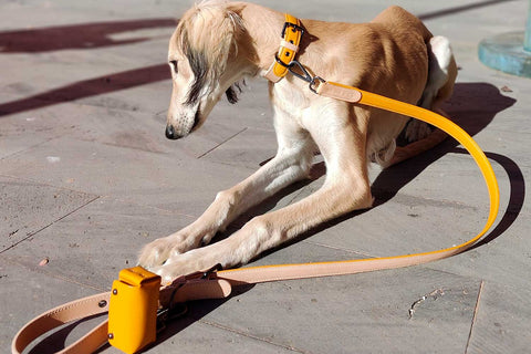 VOLDOG correa Correa Mostaza CoLAB