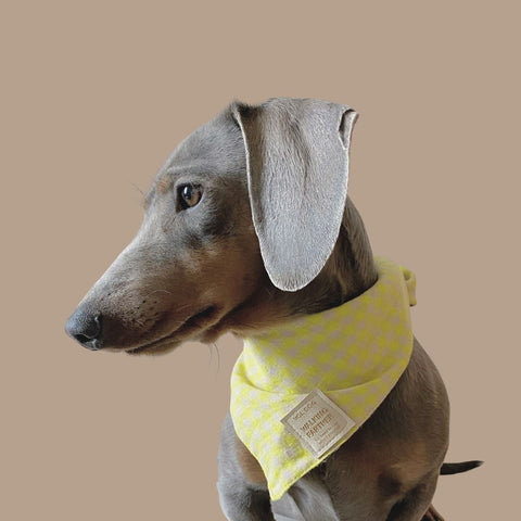 VOLDOG Bandana Lemon Pie Bandana