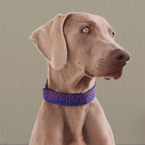 Voldog Collares Lola Klein Collar