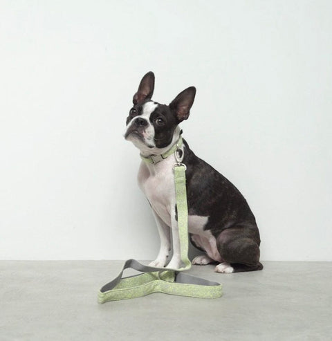 Voldog Correas Fits all sizes Toku Fluor Leash