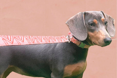 Voldog Correas Lola Coral Leash