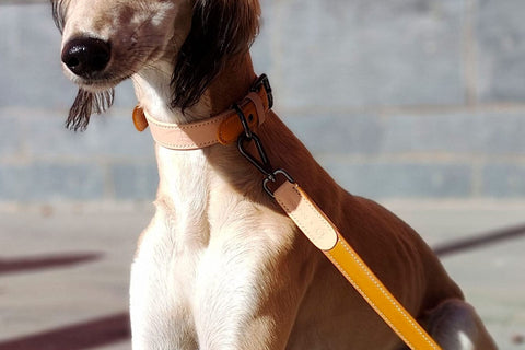 VOLDOG leash Leash Caramel CoLAB