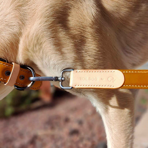 VOLDOG Leather collar Collar Caramel CoLAB